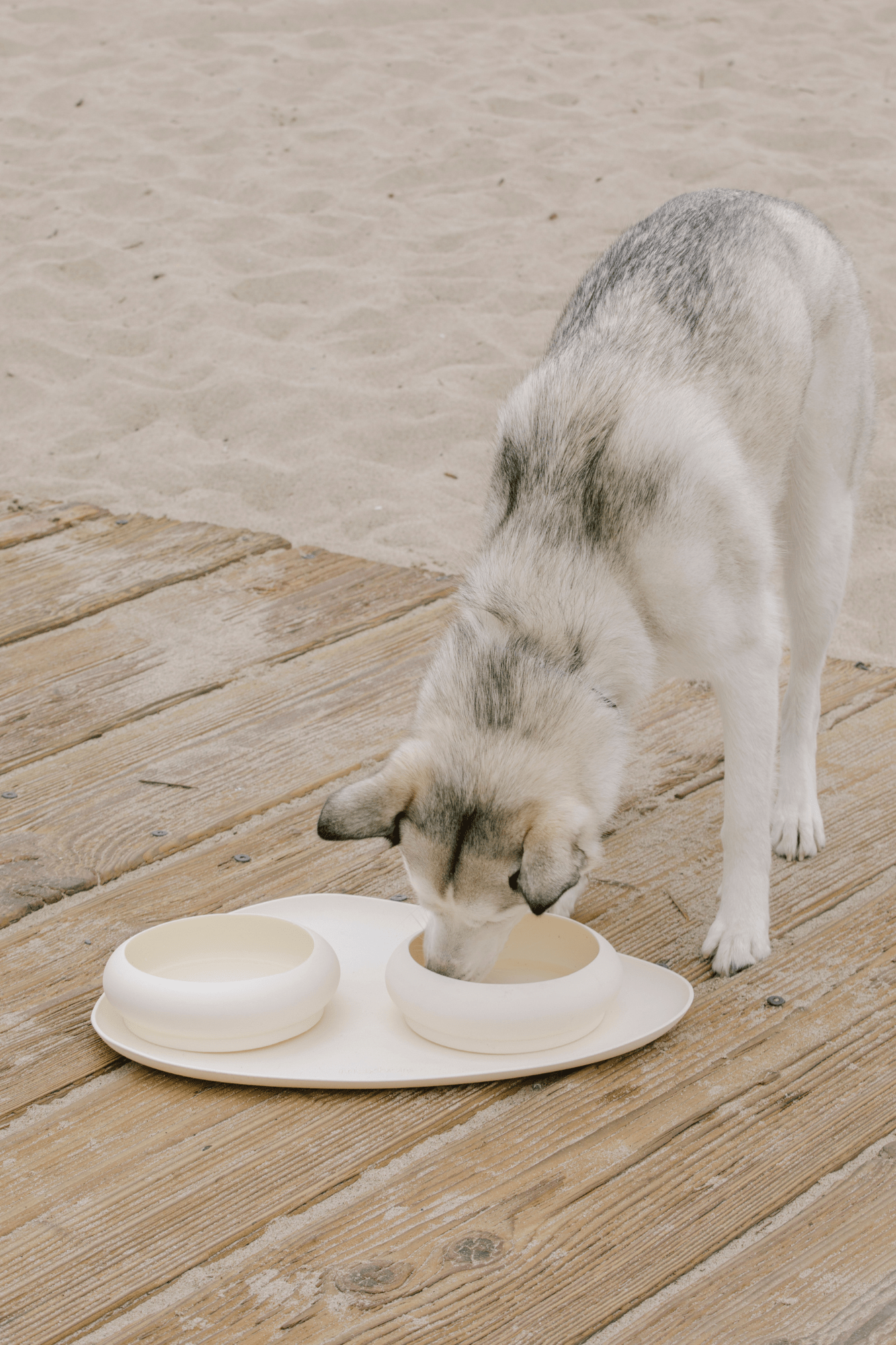 Pet Dining & Treats
