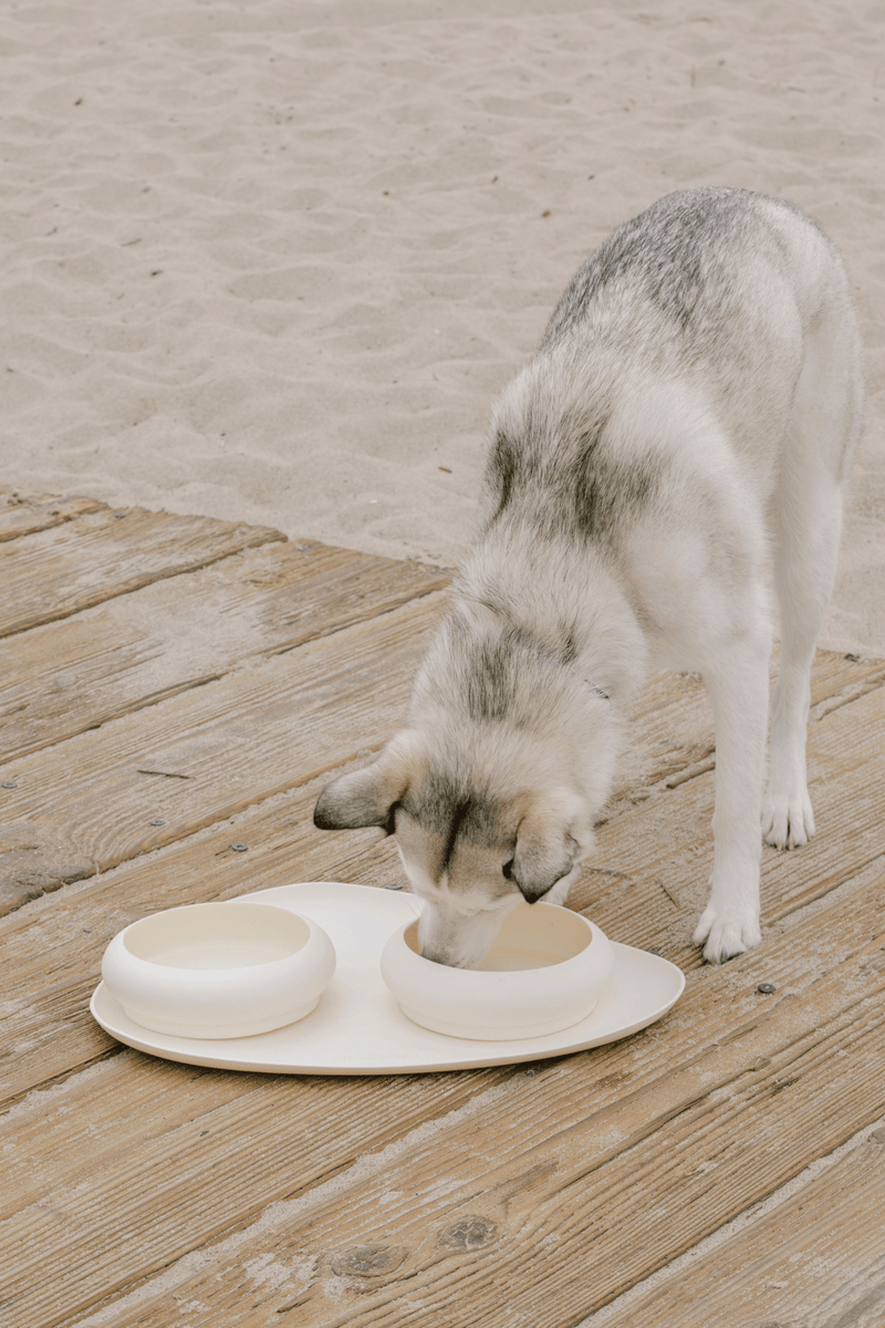 Pet Dining & Treats