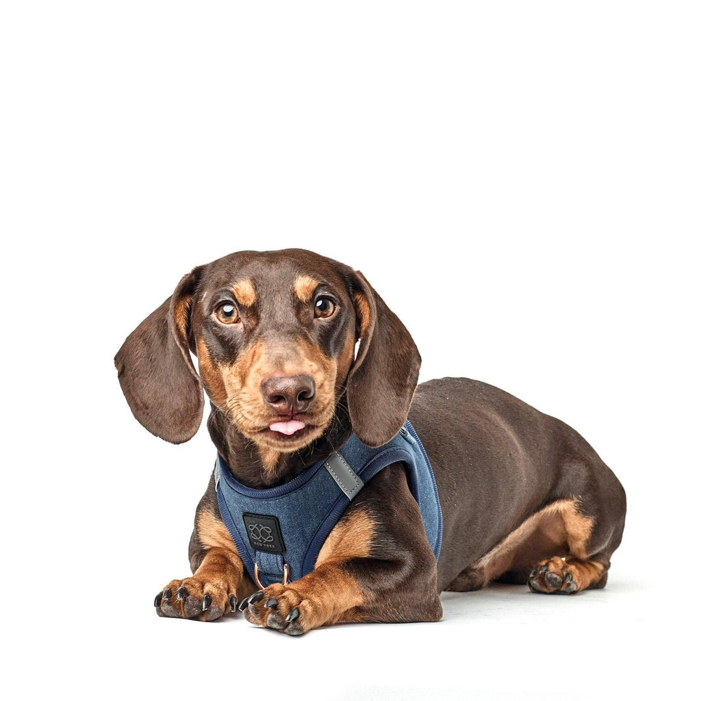 SoHo Dog Harness - Denim