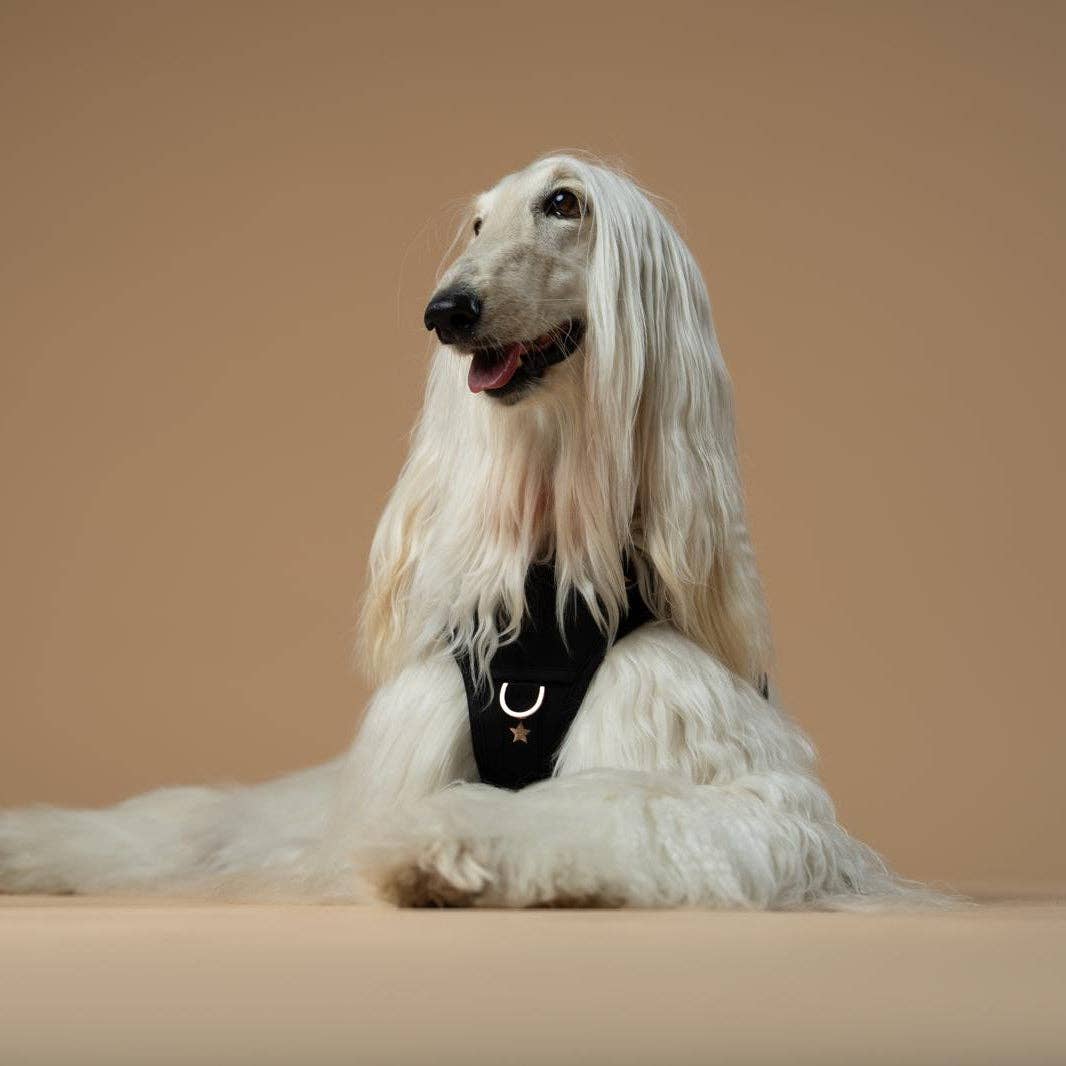 The NoMad Adjustable Luxe Harness - Rockstar