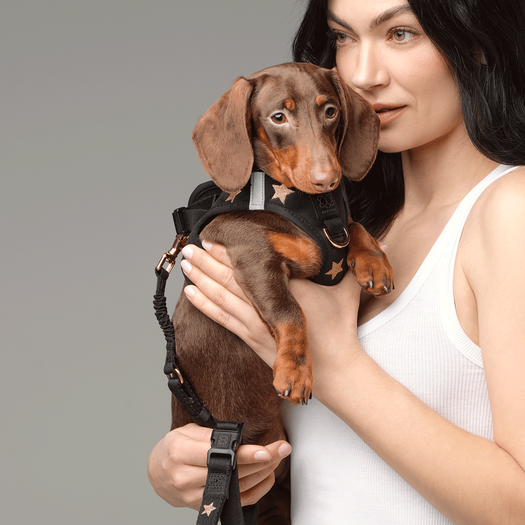 SoHo Dog Harness - Rockstar
