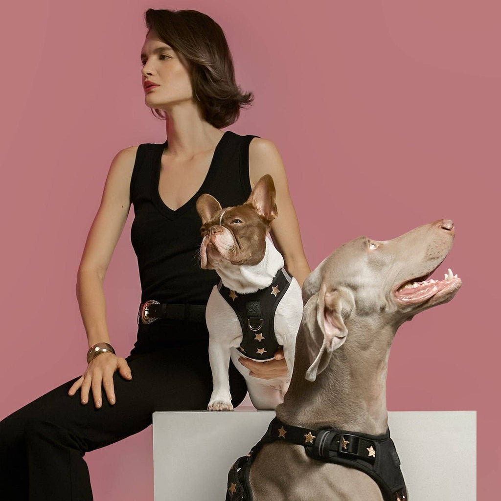 SoHo Dog Harness - Rockstar
